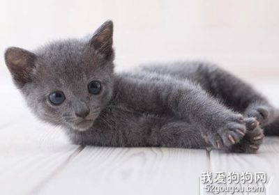 如何给俄罗斯蓝猫洗澡？缩略图