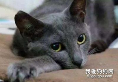 俄罗斯蓝猫的正确喂食指南缩略图