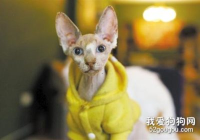 探讨加拿大无毛猫（斯芬克斯猫）的毛发缺失现象缩略图
