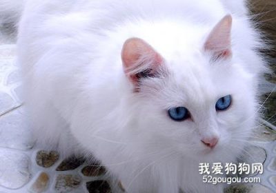 如何应对山东狮子猫频繁排尿问题?缩略图