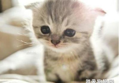 猫咪皮肤病类型、症状概览及预防治疗指南缩略图
