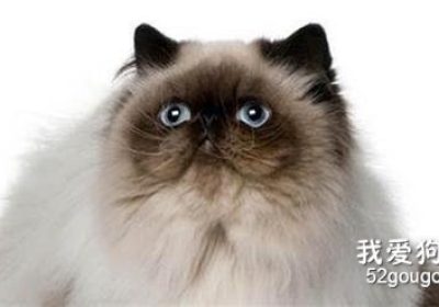 猫咪咳嗽的处理措施缩略图