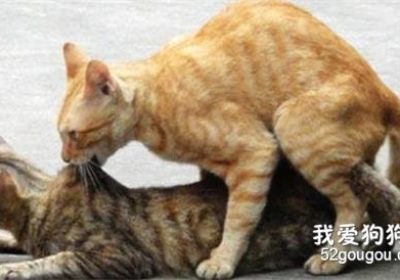 应对公猫发情问题的策略有哪些？缩略图