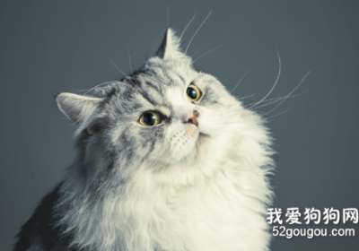 绝育后母猫的护理要点缩略图