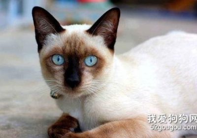 如何进行暹罗猫的繁育流程缩略图