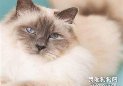 如何正确引导伯曼猫分娩过程缩略图