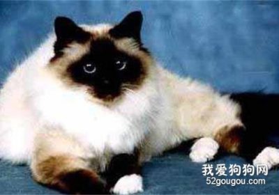 如何识别伯曼猫的怀孕迹象缩略图