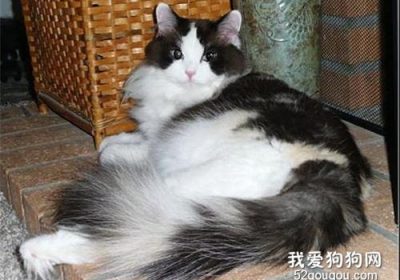 如何应对一只衣衫褴褛的猫的咳嗽问题？缩略图