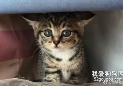 治疗狸花猫圆线虫病的策略缩略图