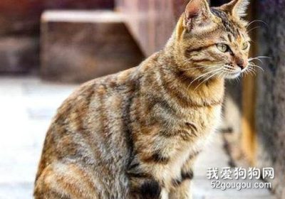 诊断狸花猫口炎及其症状缩略图