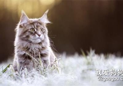 缅因猫感冒的药物选择与治疗策略缩略图