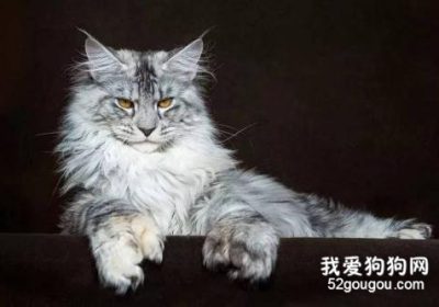 缅因猫肠病征及其疗愈方法缩略图