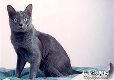 科拉特猫的毛发护理指南缩略图