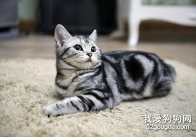 如何为美国短尾猫洗澡以及洗澡时的注意事项缩略图