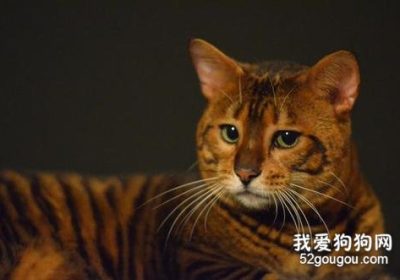 养威尔斯猫的技巧与步骤缩略图