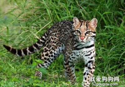 豹猫分娩后出血的处理措施缩略图