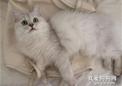 如何防止蒂凡尼猫流产？缩略图