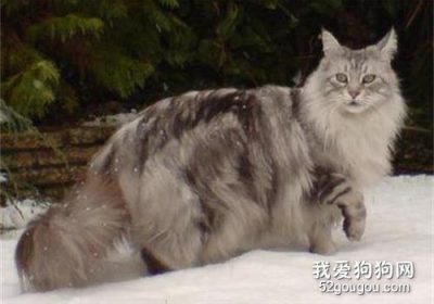 挪威森林猫首次配种须知有哪些？缩略图