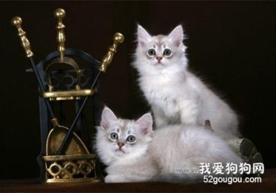 蒂凡尼猫产后催奶策略缩略图