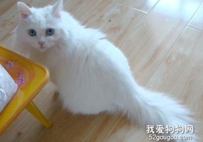 如何照料绝育后的猫咪？缩略图