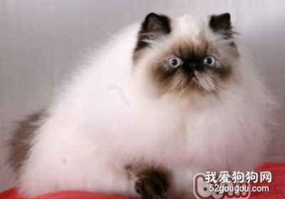 如何正确给喜马拉雅猫沐浴的指南缩略图
