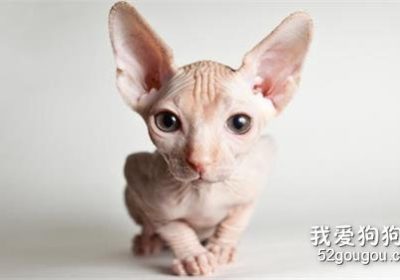 加拿大无毛猫的饲养指南与注意事项缩略图