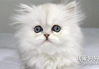 如何正确饲养金吉拉猫缩略图