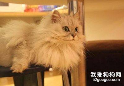 如何护理金吉拉猫毛发？缩略图