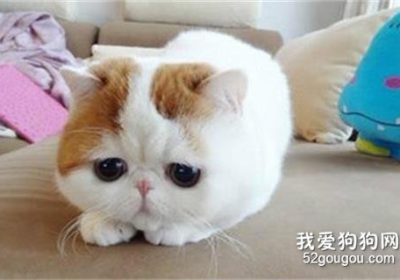 猫的毛发会引起过敏反应吗?缩略图