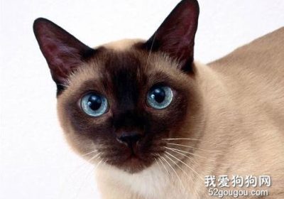 暹罗猫的性格特点如何？缩略图