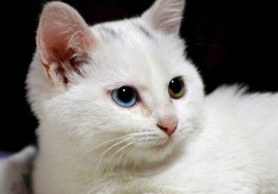 波斯猫的特征有哪些？缩略图