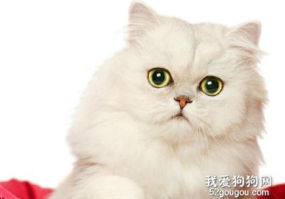 应对金吉拉猫难产的解决方案缩略图