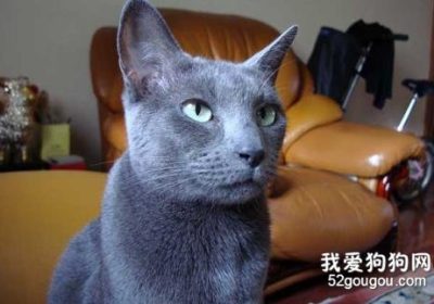 俄罗斯蓝猫繁殖须知事项有哪些？缩略图
