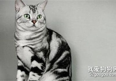 怀孕的美国短毛猫应关注哪些事项？缩略图
