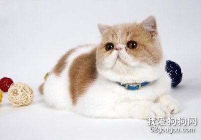 如何协助加菲猫生产？缩略图