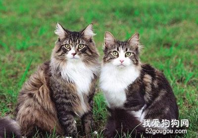 如何区分挪威森林猫的真伪？缩略图