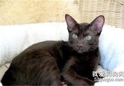 哈瓦那棕猫选购指南缩略图