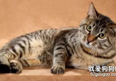 中国本土猫的品种有哪些？缩略图