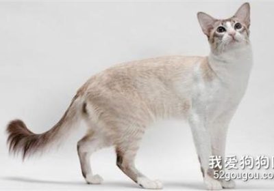 如何辨识巴厘猫的纯种特征?缩略图