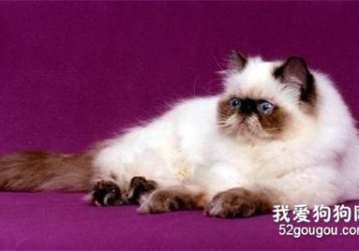 如何选购喜马拉雅猫的实用指南缩略图