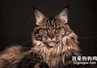 缅甸猫外观特点解析缩略图