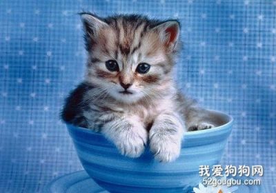 茶杯猫售价几何？缩略图