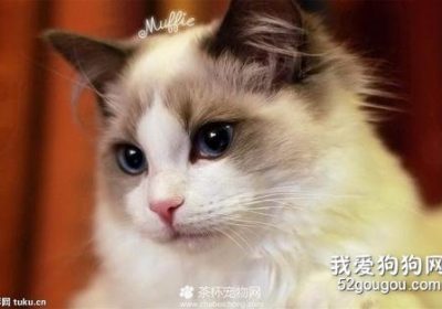 猫的平均寿命是几年？缩略图