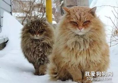 西伯利亚猫性格解析缩略图