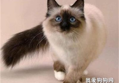 介绍暹罗猫的品种特征缩略图