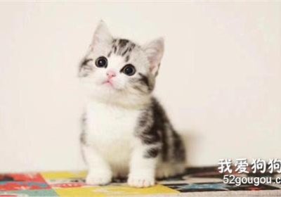 各种美短猫毛色你最喜欢哪一种？缩略图