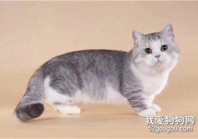 了解矮脚猫：它们有缺陷吗？缩略图
