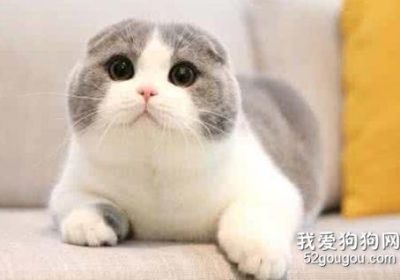 如何防止购买到星期猫？缩略图