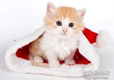 如何选购健康的小猫，挑选时需留心重点缩略图