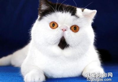 如何应对猫毛引起的过敏反应？缩略图
